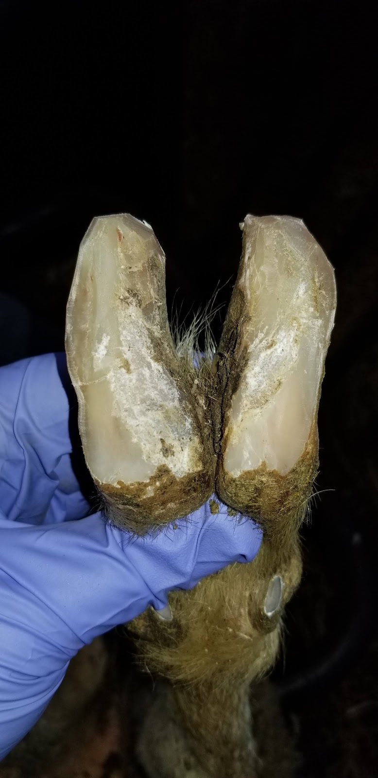 Bizarre Beasts Hoof Trimming | 458 Cambray Rd, Cambray, ON K0M 1E0, Canada | Phone: (705) 340-1869