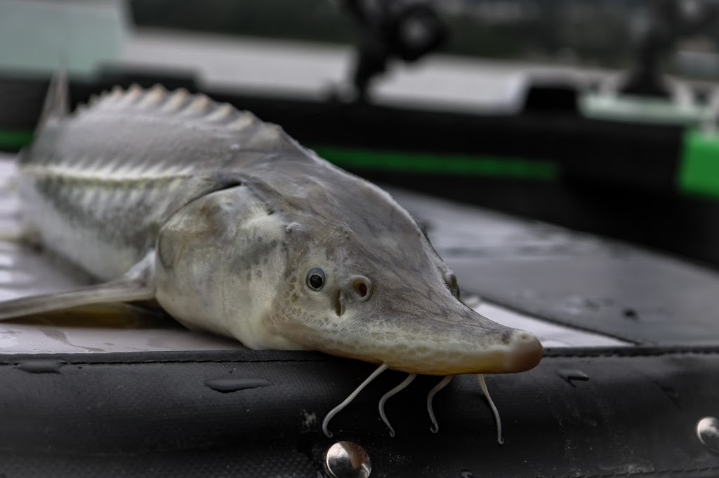 Fraser Fishing Adventures | 3614 Walden St, Abbotsford, BC V2S 6V5, Canada | Phone: (604) 556-4937