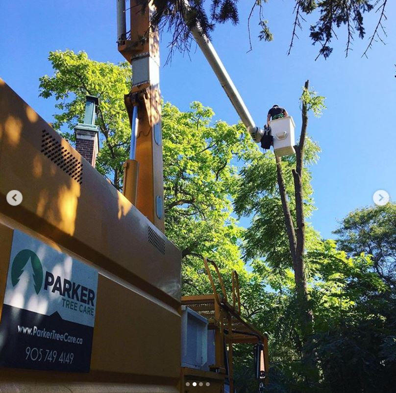 Parker Tree Care Ltd | 304 Wilson Dr, Milton, ON L9T 3K2, Canada | Phone: (905) 749-4149