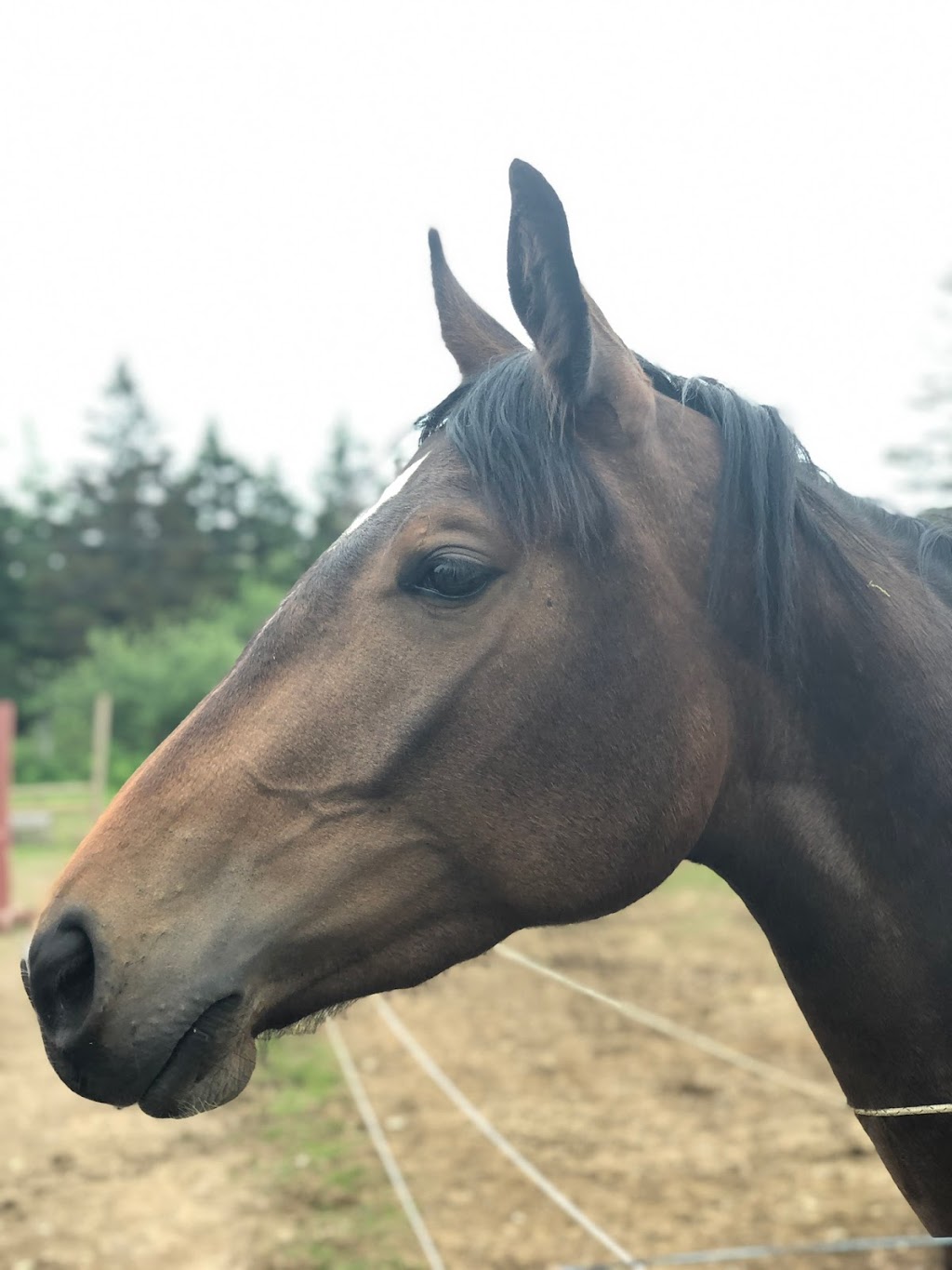 Rainbows End Equestrian Centre & ET Stitchery | 7153 NS-207, West Chezzetcook, NS B0J 1N0, Canada | Phone: (902) 802-8674