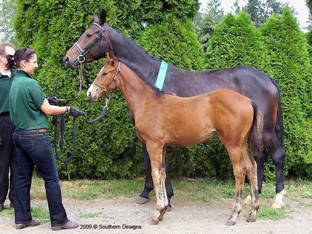 Mirrabook-Rafter 5 Warmbloods | 6380 2A0, Weir Rd, Knutsford, BC V0E 2A0, Canada | Phone: (250) 374-4045