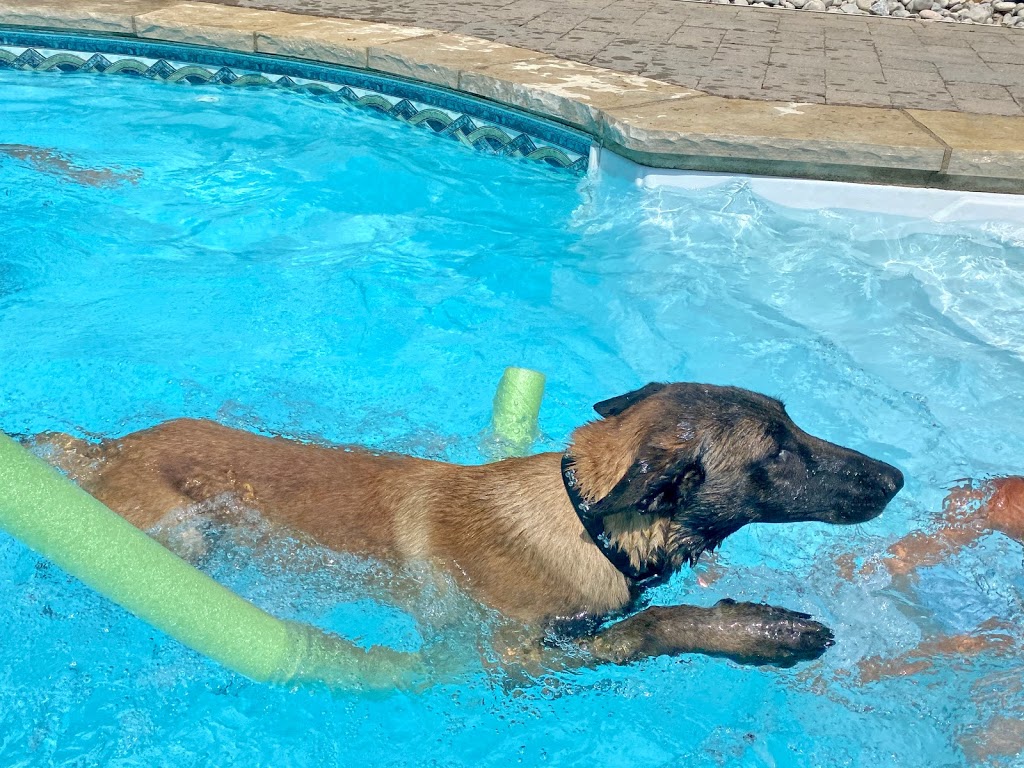 SHIELD K9 - Dog Training | 7272 Gore Rd, Puslinch, ON N0B 2J0, Canada | Phone: (519) 496-5006