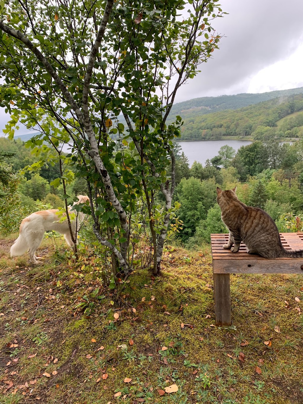 FireLoch | 1442 Nova Scotia Trunk 7, North Lochaber, NS B2G 2L3, Canada | Phone: (902) 318-2979