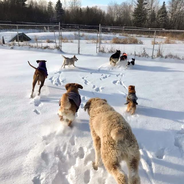 Dog World Bedrock Kennels | 3904 March Rd, Carp, ON K0A 1L0, Canada | Phone: (613) 256-3649
