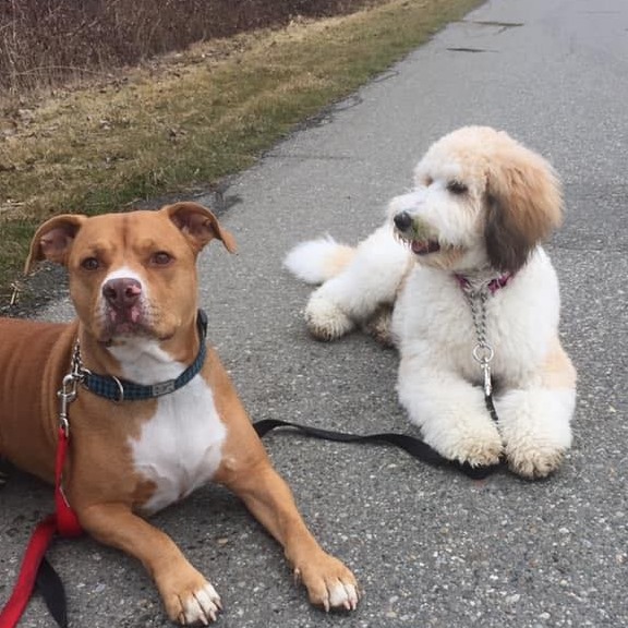 Dog Trainers on Demand | 10083 243 St, Maple Ridge, BC V2W 1X3, Canada | Phone: (604) 256-7865