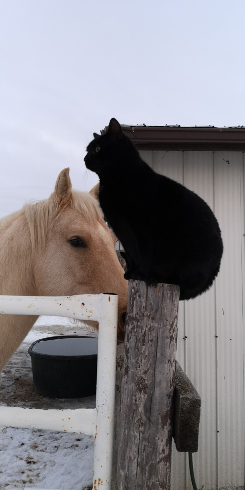 Western Kennels | 3 SW 15 - 35 -11 W, Perdue, SK S0K 3C0, Canada | Phone: (306) 329-4997
