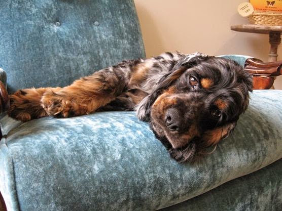 Toilettage Sunshine - Spa canin et soins félins | 1221 Chemin des Patriotes, Richelieu, QC J3L 4W7, Canada | Phone: (450) 684-8889