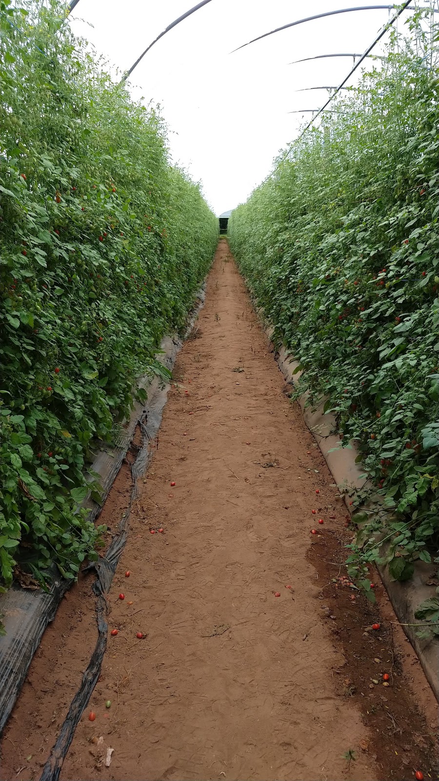 Vital berry farm | 366 Gibson Woods Rd, Centreville, NS B0P 1J0, Canada | Phone: (902) 582-1445