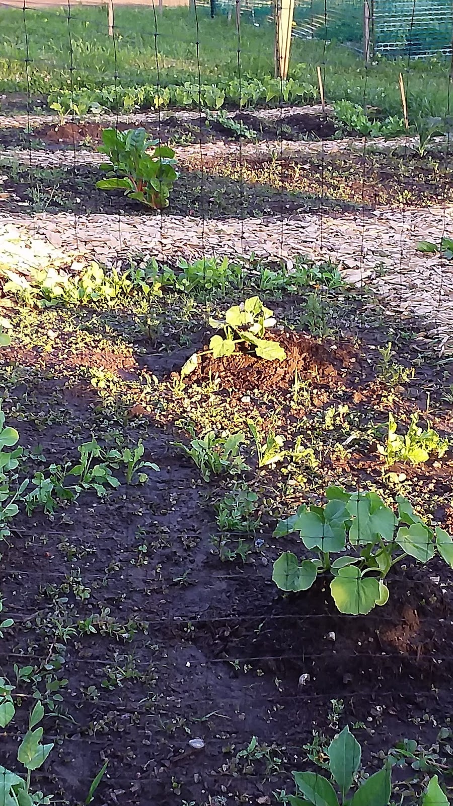 Glen Community Garden | King Edward Ave, London, ON N5Z 3A8, Canada | Phone: (519) 719-5923