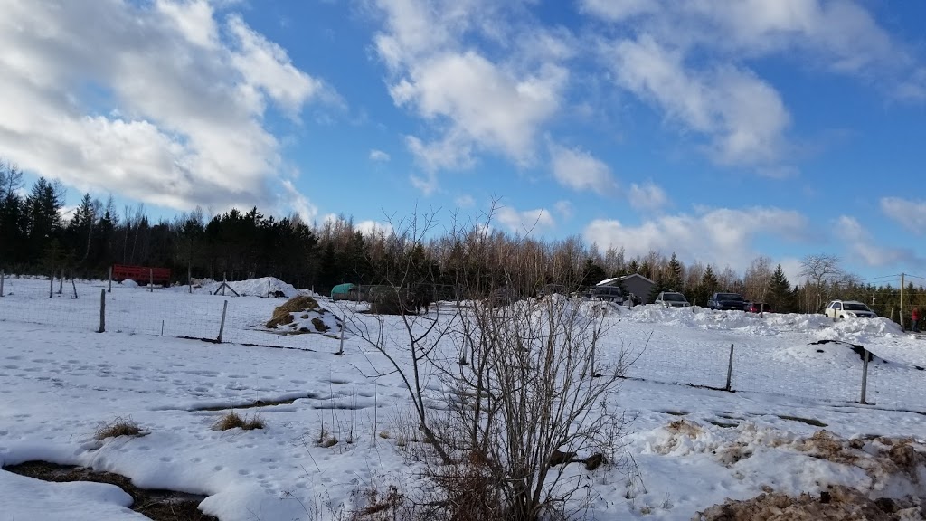Yuletide Christmas Tree Farm | 1970 Coverdale Rd, Upper Coverdale, NB E1J 1Y9, Canada | Phone: (506) 372-9522