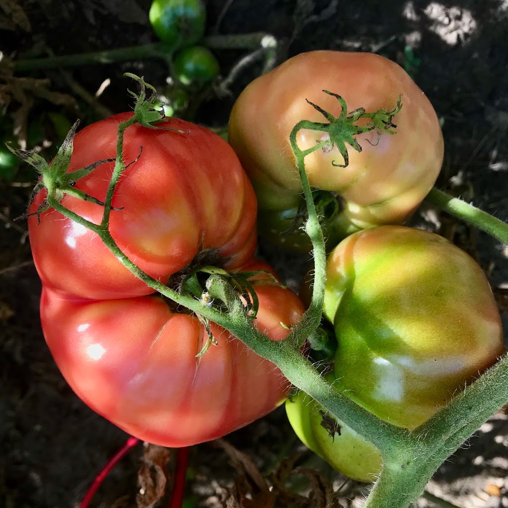 Knoxvilla Farm | 6083 Knoxville Rd, Port Hope, ON L1A 3V8, Canada | Phone: (647) 532-8483