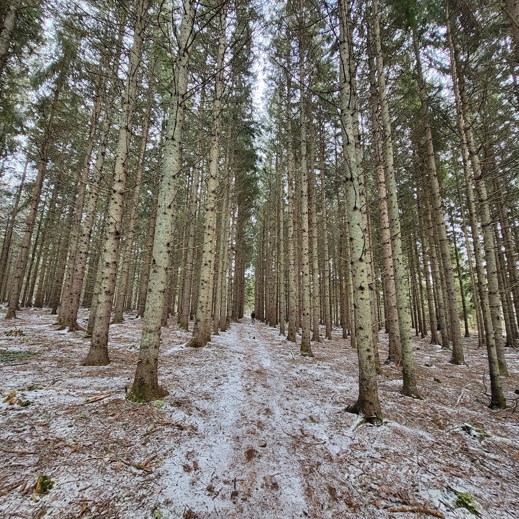 PEI Forestry: Brookvale Demo Woodlot | Brookvale Demo Woodlot Rd, North Wiltshire, PE C0A 1Y0, Canada | Phone: (902) 368-4700