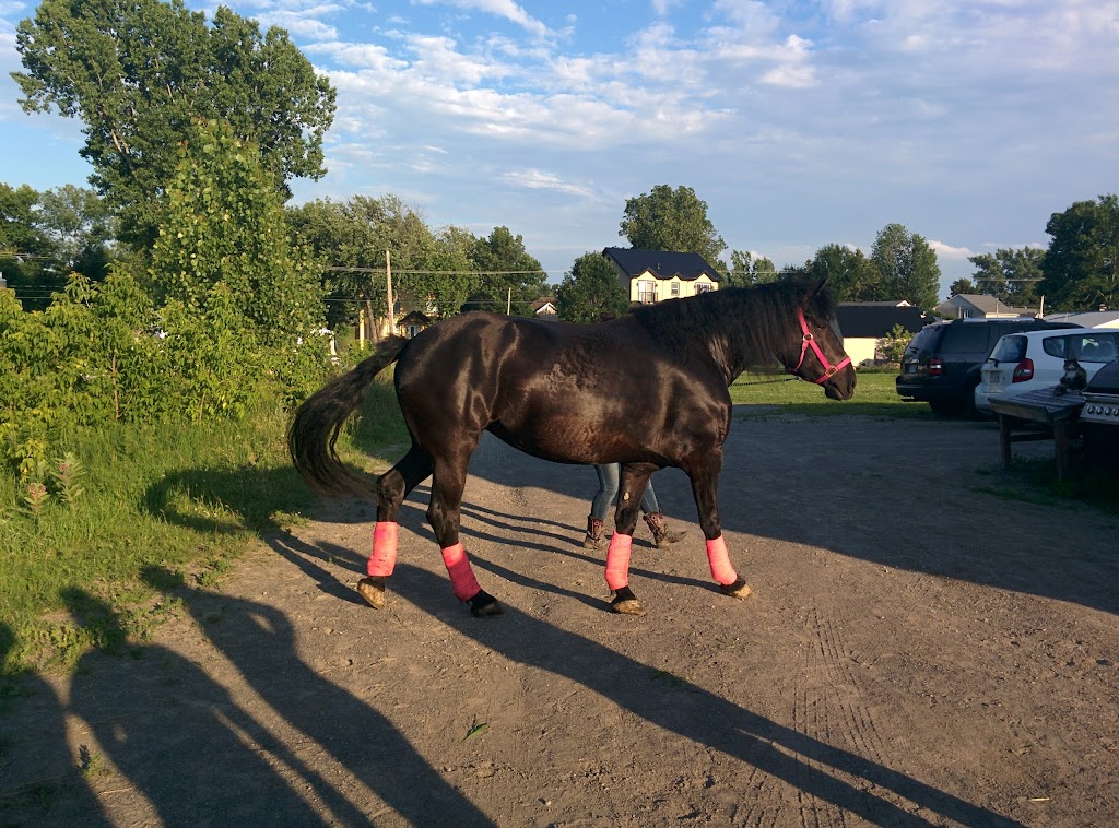 Ranch Liberté | 324 Côte Saint-Jean, Saint-Roch-de-Richelieu, QC J0L 2M0, Canada | Phone: (450) 743-9444