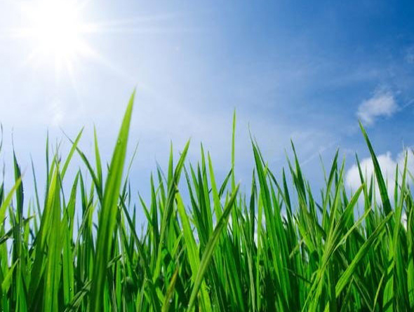 Fertilisation S.D et Fils - Traitement de gazon | 1484 Boulevard Franquet, Chambly, QC J3L 6K8, Canada | Phone: (514) 928-3630
