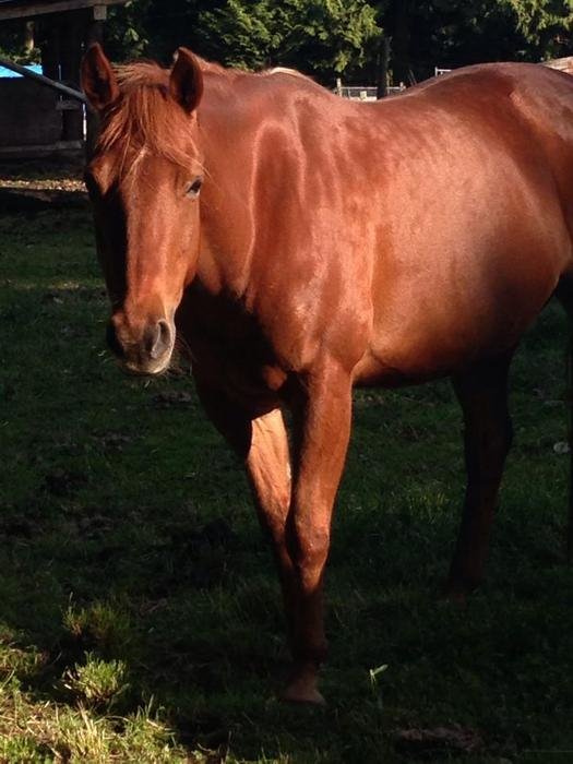 Gulf Islands Horse Association | 113 Village Terrace, Salt Spring Island, BC V8K 2V2, Canada | Phone: (250) 537-2018