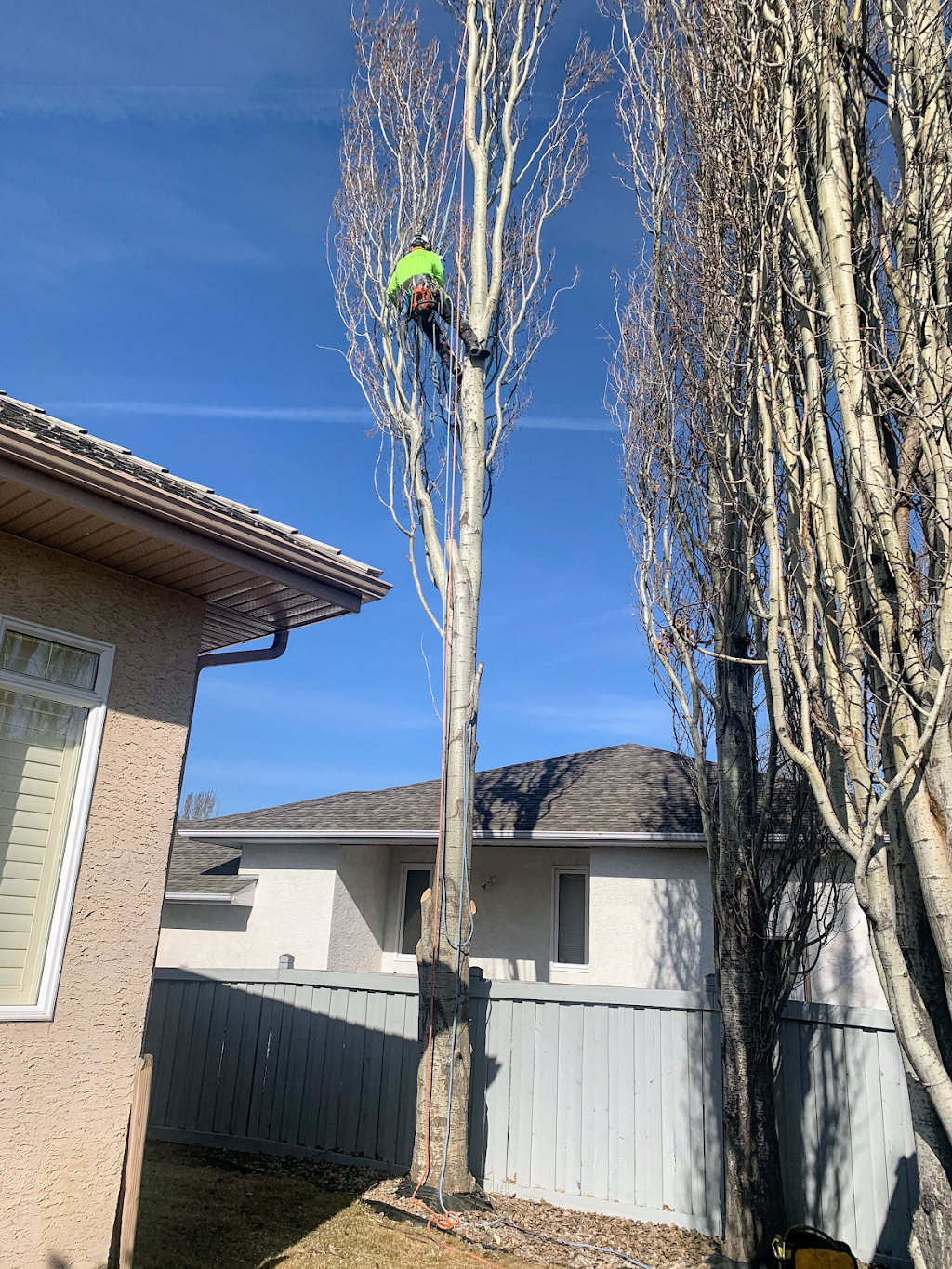 Capital City Tree Service | 5 Dover Ct, St. Albert, AB T8N 5Y4, Canada | Phone: (587) 735-6383