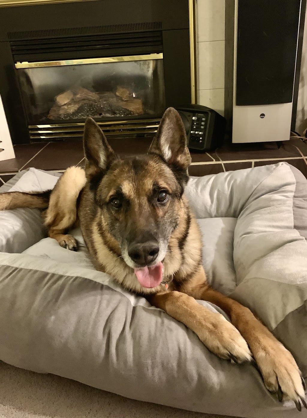 K9 Friends Dog Daycare | 19345 76 Ave, Surrey, BC V4N 6C6, Canada | Phone: (604) 763-8644