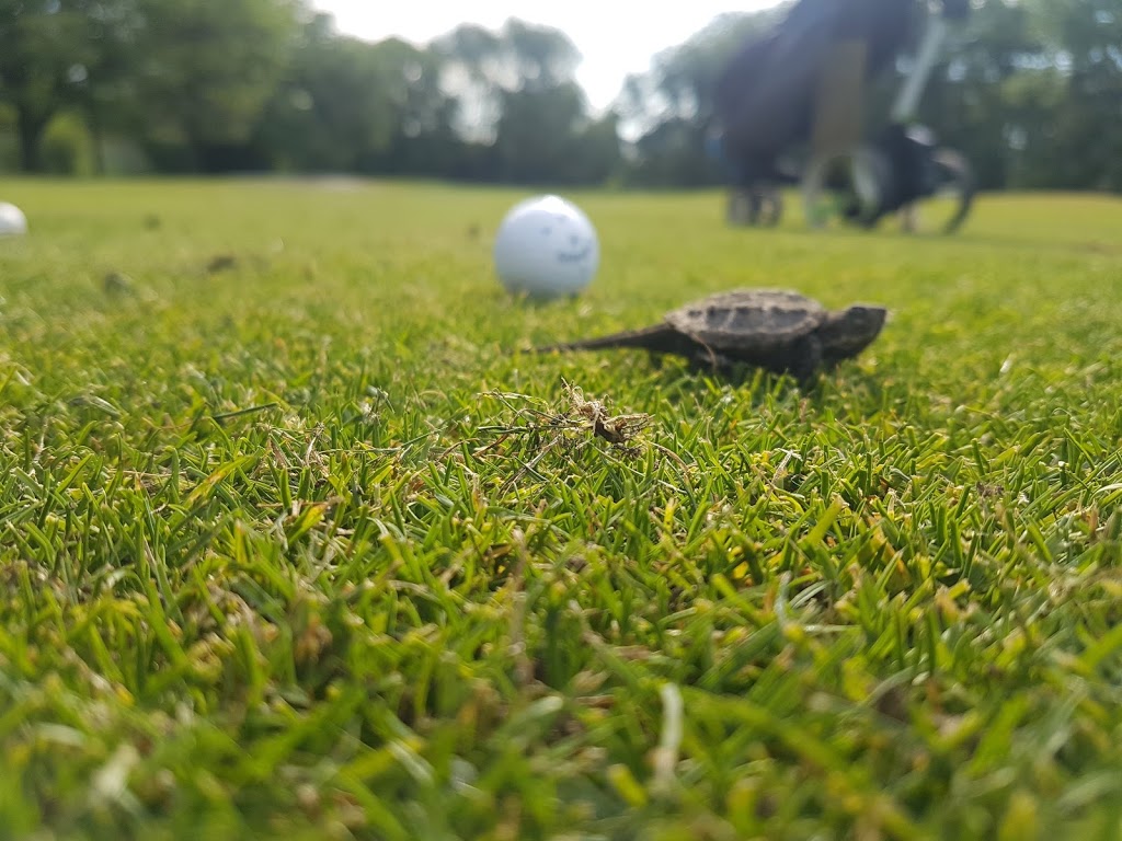Queenston Golf Club | 269 Progressive Avenue, Queenston, ON L0S 1L0, Canada | Phone: (905) 262-4528