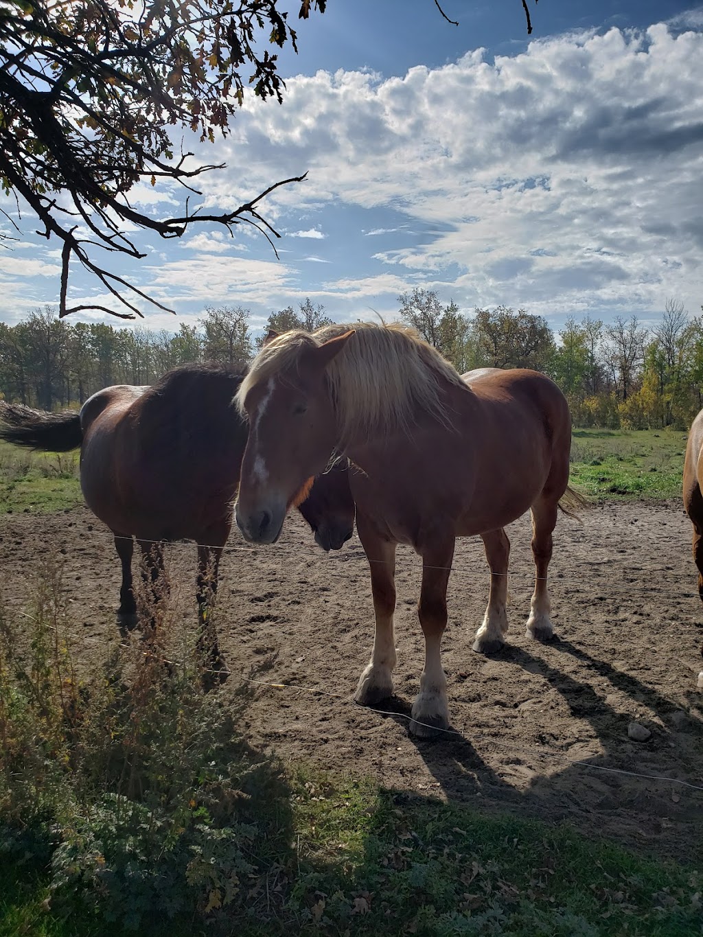 Cloud 9 Ranch | 31061 Rd 37E, La Broquerie, MB R0A 0N0, Canada | Phone: (204) 392-6308