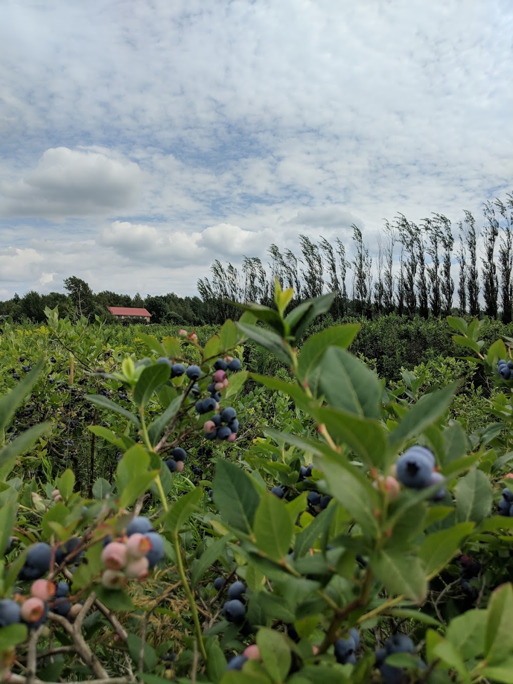 Ferme Pérignon | 1540 QC-143, Hatley, QC J0B 4B0, Canada | Phone: (819) 838-4278