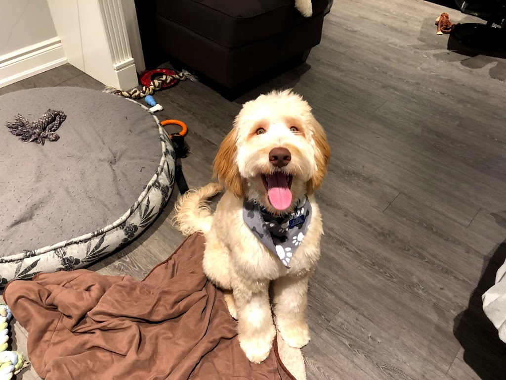 Christines Grooming Studio | 2363 Taunton Rd, Hampton, ON L0B 1J0, Canada | Phone: (905) 244-3392