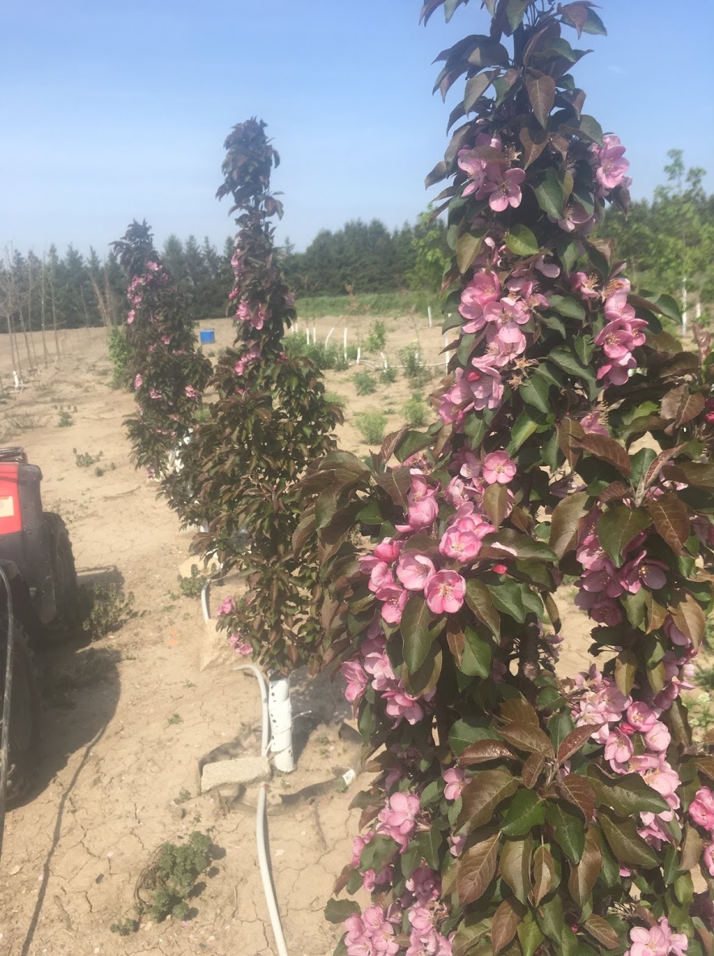 Bear Pine Trees - Nursery and Tree Farm | 8023 Pine Line, Chatham-Kent, ON N7M 1Z0, Canada | Phone: (519) 359-6273