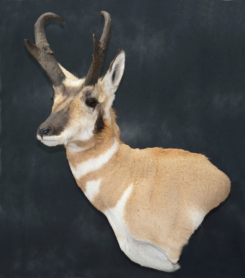 Solitude Taxidermy | 53314 Range Rd 272, Parkland County, AB T7X 3B2, Canada | Phone: (780) 690-6911