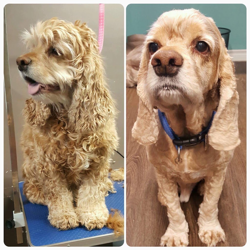 Howling Hounds Grooming | 26 Burns Cir, Barrie, ON L4N 5J8, Canada | Phone: (705) 241-5774