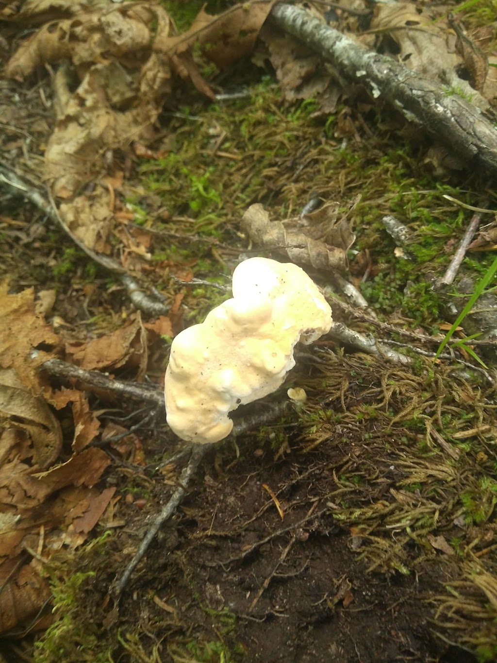Bradshaw Lookout Trailhead | Saint Martins Parish, NB E5R 1M3, Canada | Phone: (866) 386-3987