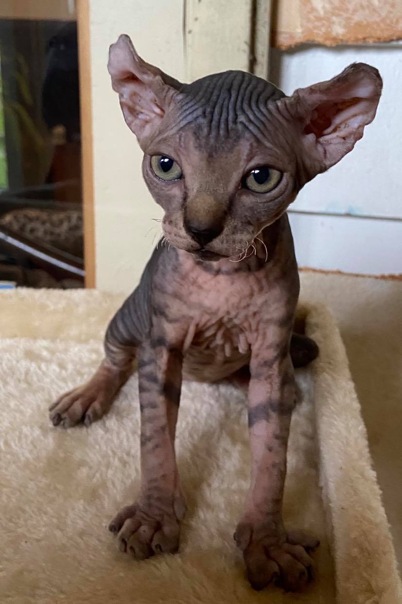 Rare N Bare Sphynx Cattery | 78 Main St S POB 128, Hagersville, ON N0A 1H0, Canada | Phone: (905) 379-4489