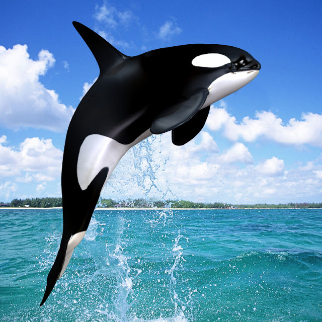 Blue Orca Wellness | 721 Winn Rd #101, Gibsons, BC V0N 1V0, Canada | Phone: (604) 803-6722