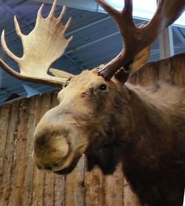 Techniques Chasse & Peche | 3395 Boulevard Taschereau, Saint-Hubert, QC J4T, Canada | Phone: (450) 656-6446