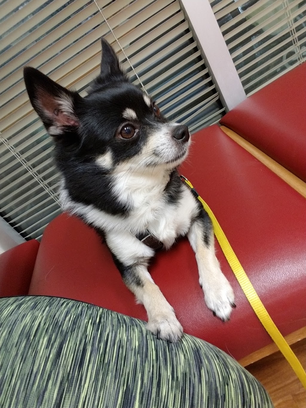 Queens Park Pet Hospital | 818 Colborne St, New Westminster, BC V3L 0G4, Canada | Phone: (604) 544-7387