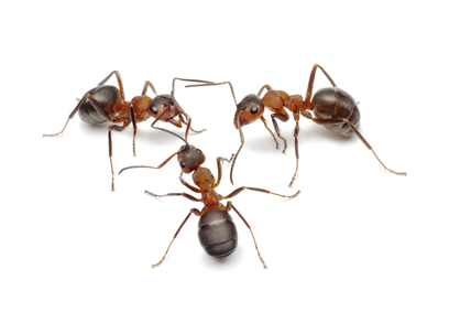 Pestend Pest Control Mississauga | 330 Rathburn Rd W #1209, Mississauga, ON L5B 3Y1, Canada | Phone: (905) 460-7378