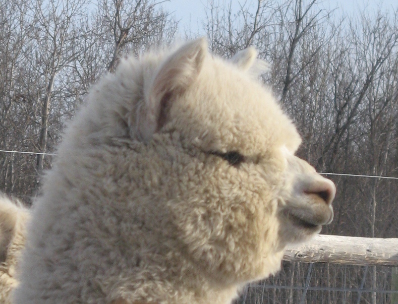 Camelot Haven Alpacas | Vernon, BC 1P9, 6841 Raven Rd, Vernon, BC V1H 1P9, Canada | Phone: (250) 549-2959