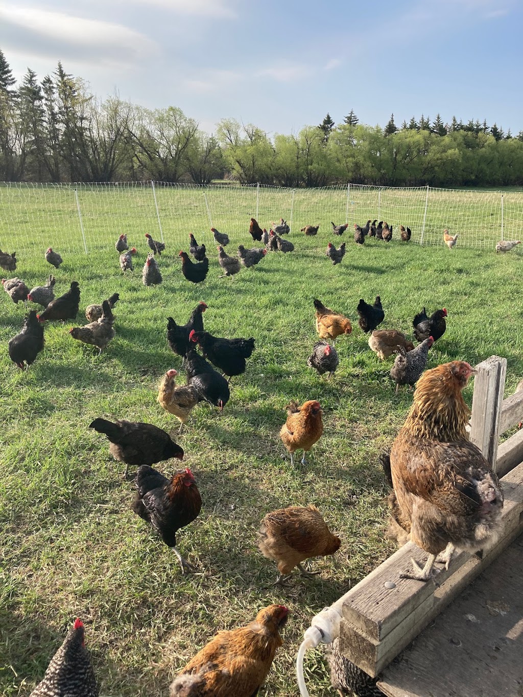 Blue Lagoon Organics Farm | 1A3 781, MB-26, Saint François Xavier, MB R4L 1A2, Canada | Phone: (204) 864-2277