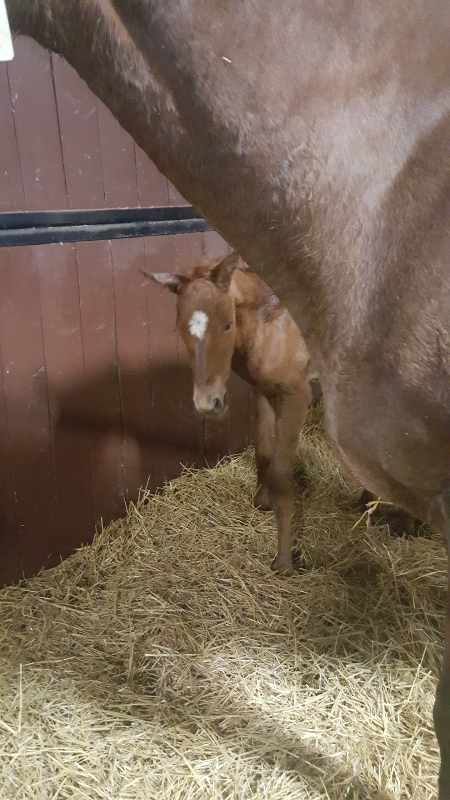 Highfield Stock Farm Inc | 402007 96 St E, Aldersyde, AB T0L 0A0, Canada | Phone: (403) 652-1185