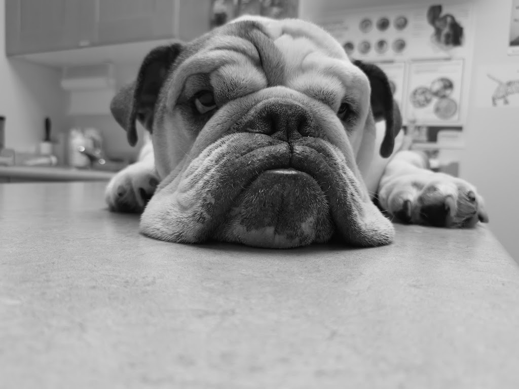 Weldrick Animal Hospital | 9580 Yonge St, Richmond Hill, ON L4C 1V6, Canada | Phone: (905) 237-7387