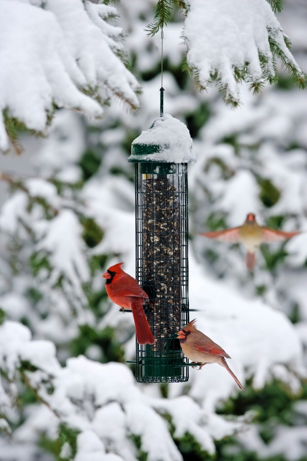 Brome Bird Care | 331 Chemin Knowlton, Knowlton, QC J0E 1V0, Canada | Phone: (800) 856-5685