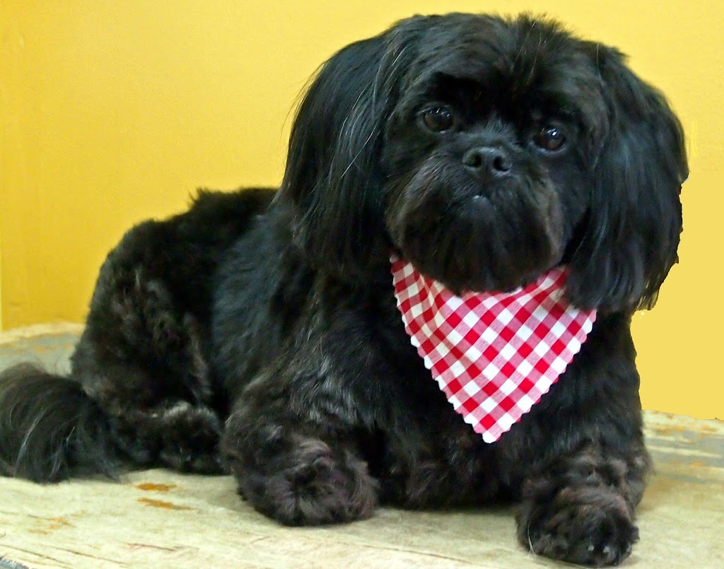 Ladysmith Dog Grooming | 526 Kitchener St, Ladysmith, BC V9G, Canada | Phone: (250) 245-8111