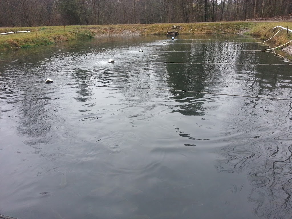 Gehrings Trout Farm | 185607 Cornell Rd, Otterville, ON N0J 1R0, Canada | Phone: (519) 879-6511