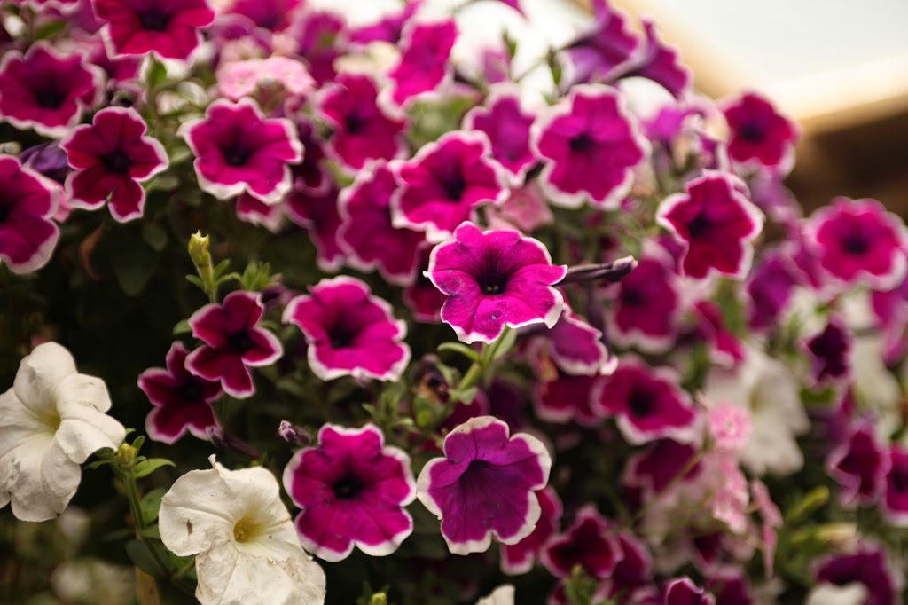 Delorme Garden Center | 3667 Rue Queen, Rawdon, QC J0K 1S0, Canada | Phone: (450) 834-6764