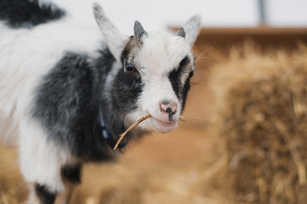 Triple C Farm | 500 Carluke Rd W, Ancaster, ON L9G 3L1, Canada | Phone: (289) 237-9526
