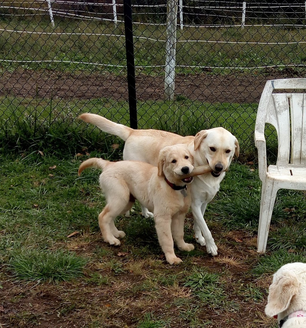 Meadowview Pet Resort | 1970 Polloway Rd, Niagara Falls, ON L2E 6S5, Canada | Phone: (905) 680-1258