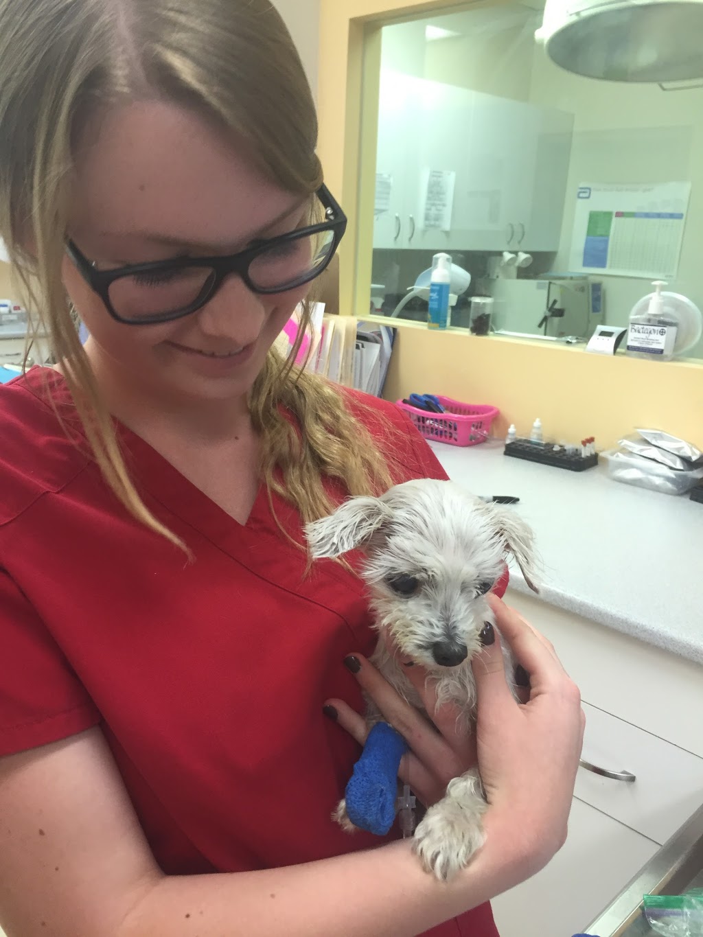 Newmarket Animal Hospital | 340 Eagle St W, Newmarket, ON L3Y 7M9, Canada | Phone: (905) 895-2512