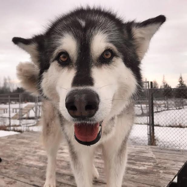 Dog World Bedrock Kennels | 3904 March Rd, Carp, ON K0A 1L0, Canada | Phone: (613) 256-3649