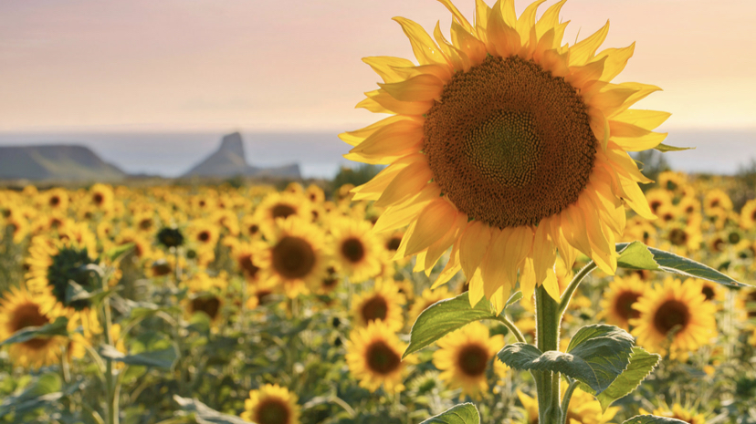 Flower Delivery Kamloops | 1478 Emerald Dr, Kamloops, BC V2E 2E3, Canada | Phone: (778) 694-7437