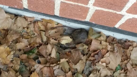 Annex Wildlife Control & Repair | 2831 Kingston Rd, Scarborough, ON M1M 1N2, Canada | Phone: (416) 459-1575