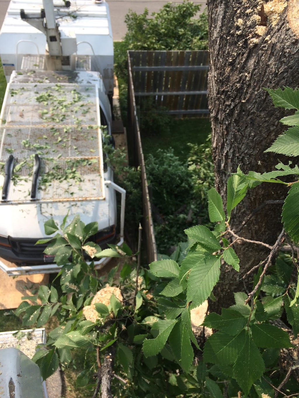 TNT Tree Service Ltd. | 81 Linacre Rd, Winnipeg, MB R3T 3G7, Canada | Phone: (204) 510-8514
