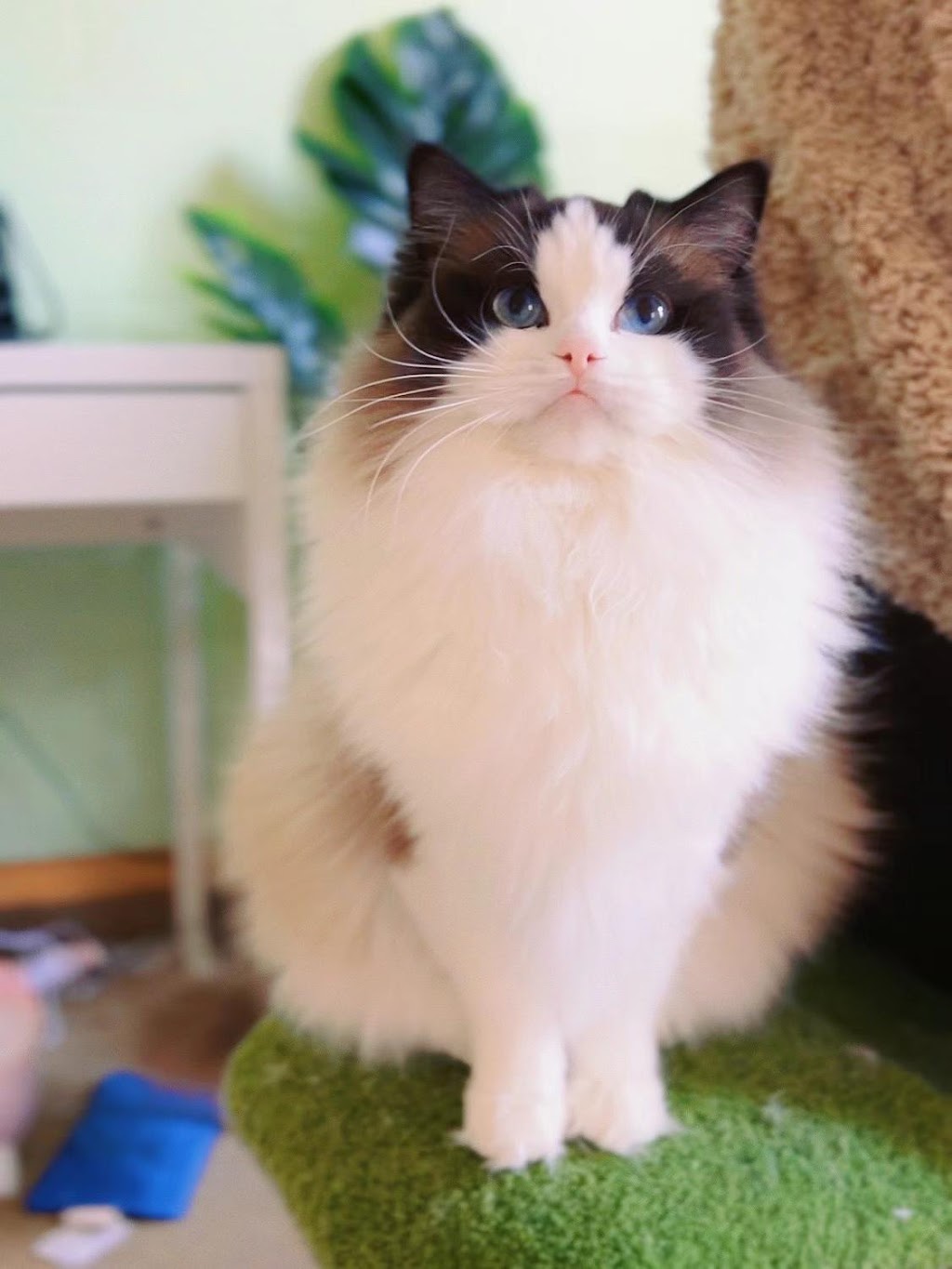 Cream Cake Ragdoll Cattery | 40 Chem. de Cochrane, Compton, QC J0B 1L0, Canada | Phone: (416) 841-8925